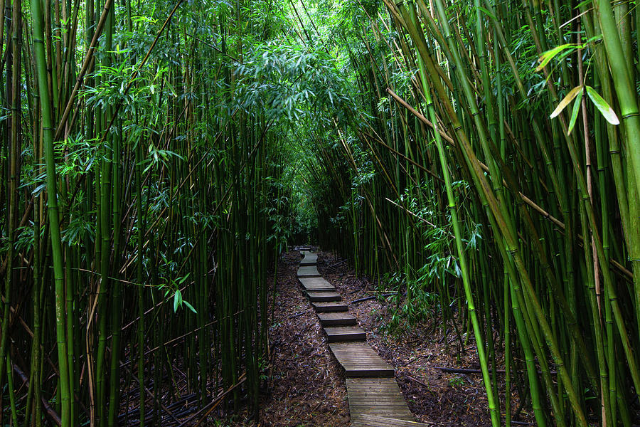 Nature Photograph - Boardwalk Passing Through Bamboo Trees #4 by Panoramic Images