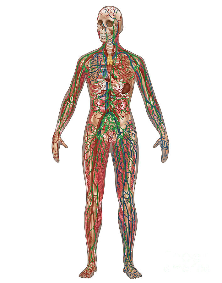 4 Body Systems In Female Anatomy Photograph by Gwen Shockey