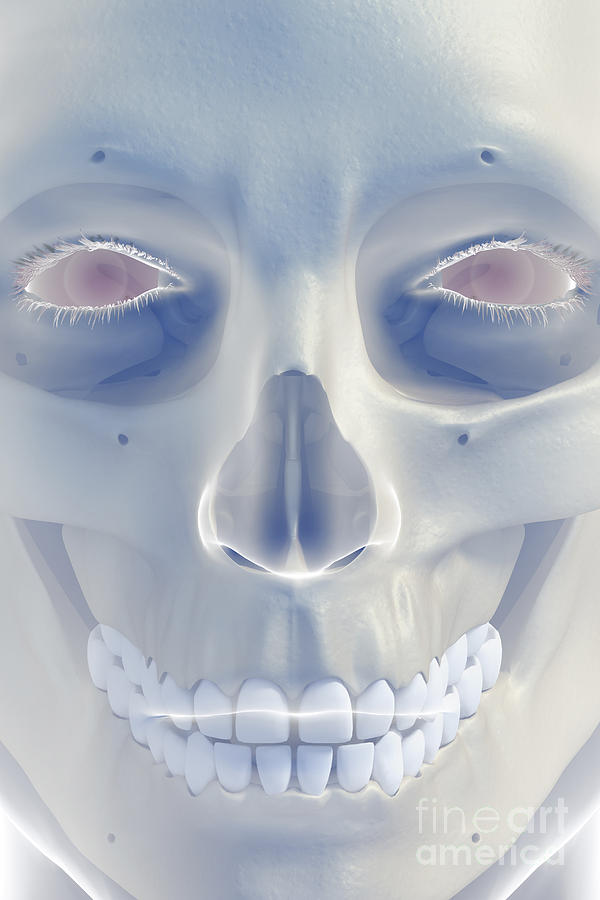 Skeleton Photograph - Bones Of The Face #4 by Science Picture Co
