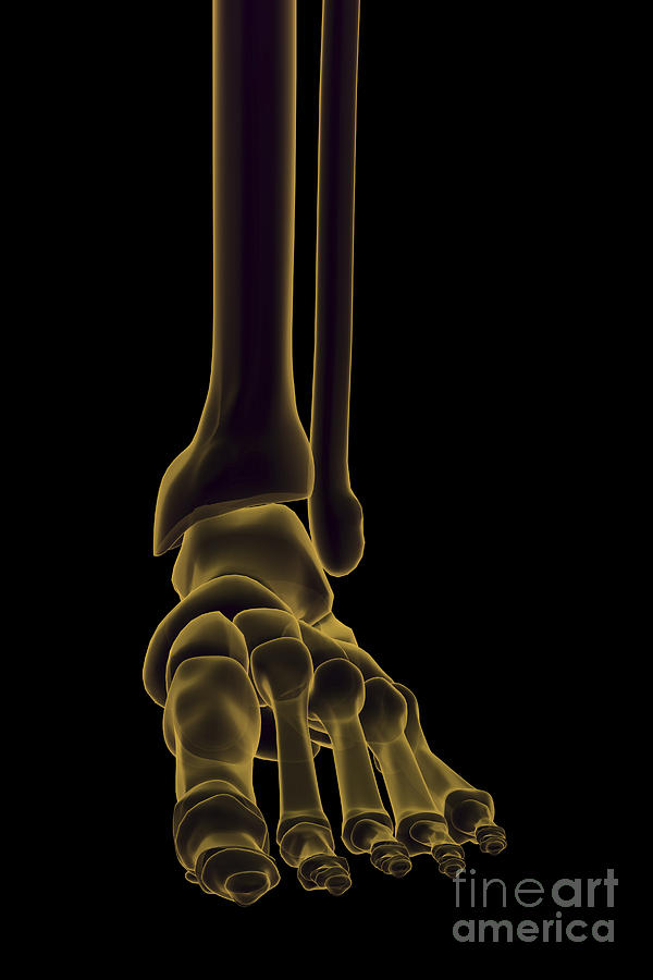 Bones Of The Foot #4 Photograph by Science Picture Co