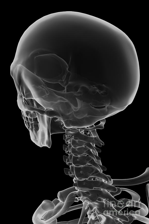 Skeleton Photograph - Bones Of The Head And Neck #4 by Science Picture Co