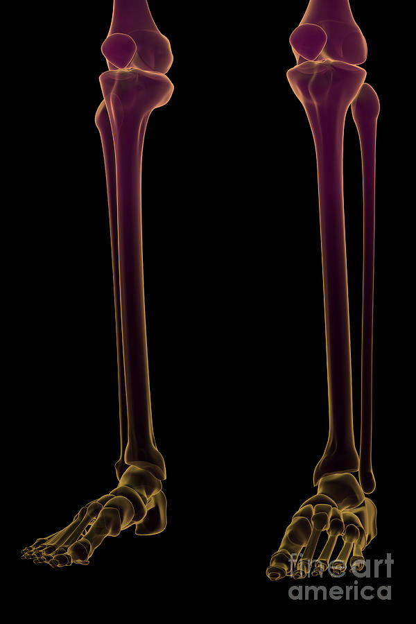 Bones Of The Lower Legs Photograph by Science Picture Co - Fine Art America