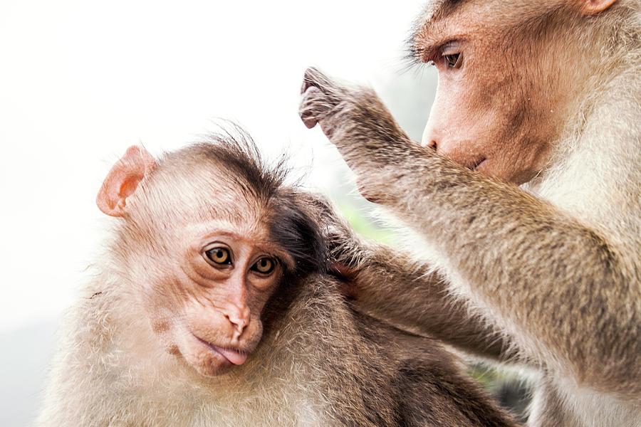 Nature Photograph - Bonnet Macaques #4 by Paul Williams