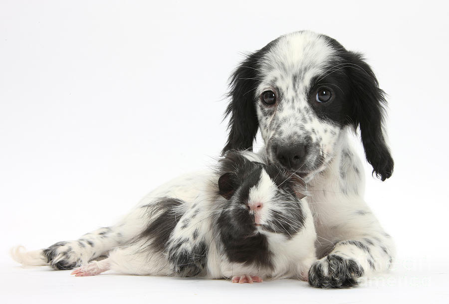 Nature Photograph - Border Collie X Cocker Spaniel Puppy #4 by Mark Taylor
