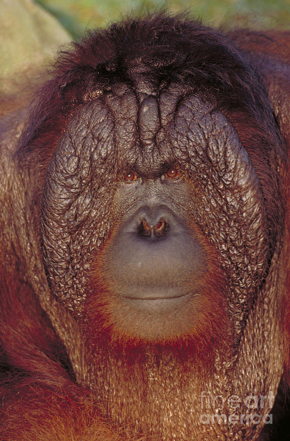 Bornean Orangutan #4 Photograph by Art Wolfe