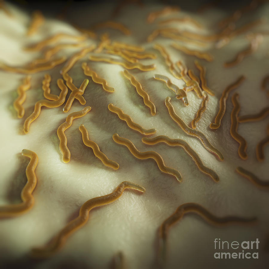 Borrelia Burgdorferi Photograph By Science Picture Co Pixels 3225