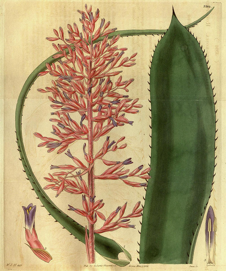 Botanical Print By Sir William Jackson Hooker Drawing by Quint Lox ...