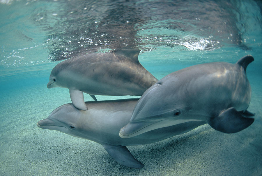 Bottlenose Dolphin  Trio Hawaii Photograph by Flip Nicklin