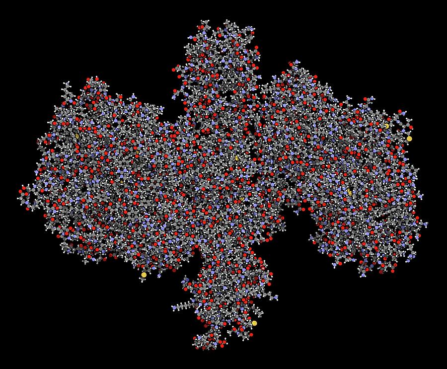 Botulinum Toxin Molecule 4 By Molekuulscience Photo Library 6642