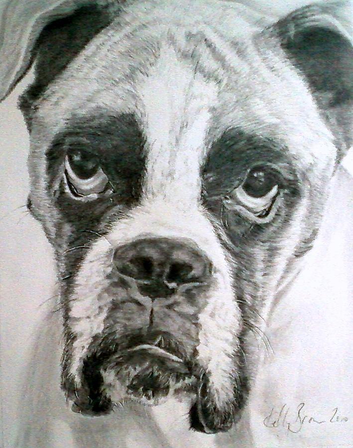 Boxer Drawing by Kelly Brown | Fine Art America