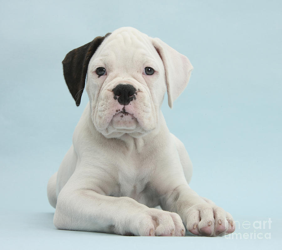 Boxer Puppy #4 Photograph by Mark Taylor