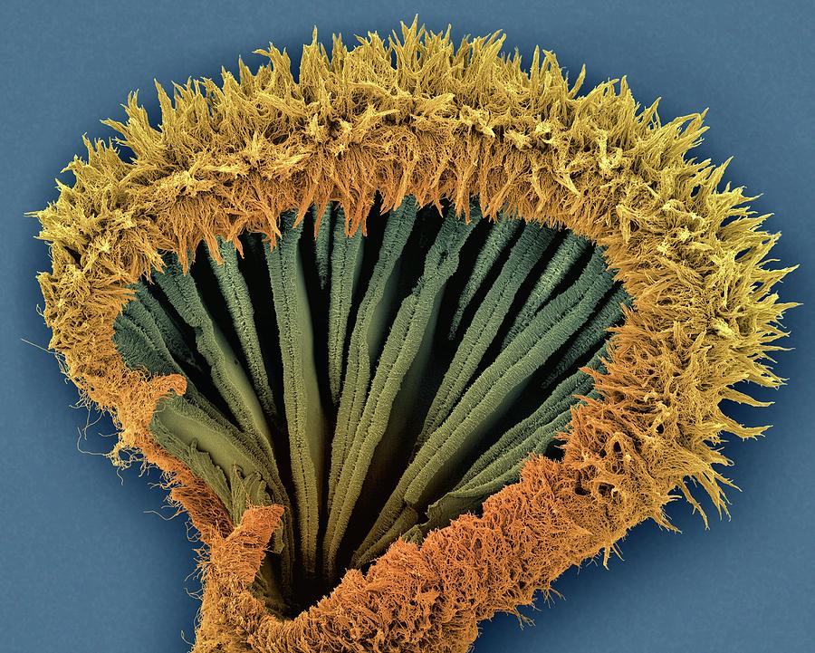 Bracket Fungus Basidiocarp Lower Surface #4 Photograph by Dennis Kunkel Microscopy/science Photo Library