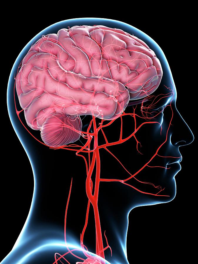 Brain's Blood Supply Photograph By Sciepro/science Photo Library - Fine ...