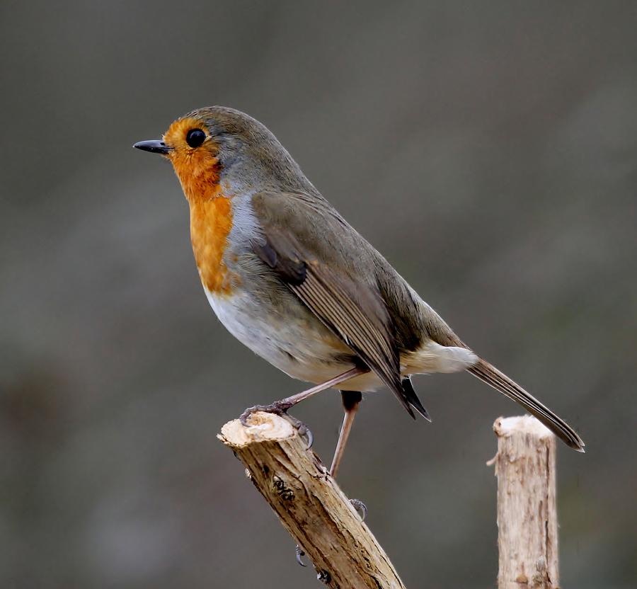 British Robin Photograph by David Warner - Fine Art America