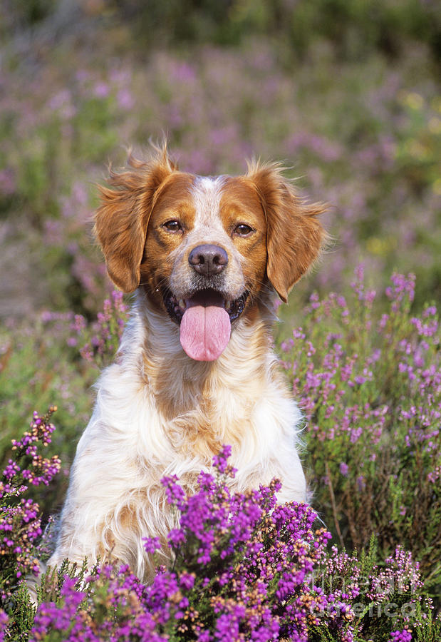 Brittany Spaniel Or Epagneul Breton Photograph By John Daniels