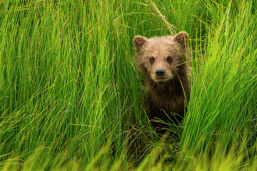 Brown Bear Cub, Lake Clark National #4 Photograph by Mint Images/ Art Wolfe
