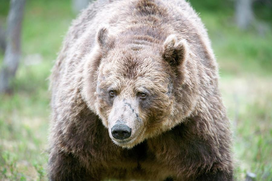 Brown Bear Photograph by Dr P. Marazzi/science Photo Library - Fine Art ...