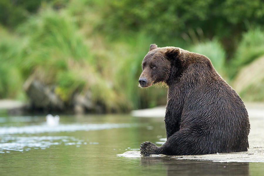 Brown Bear, Katmai National Park, Alaska #4 Photograph by Paul Souders