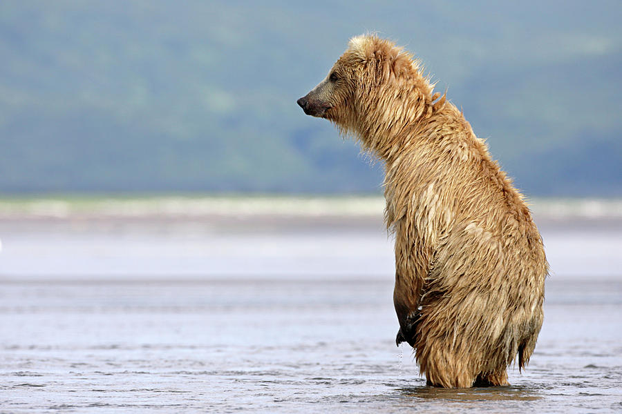 Katmai National Park Photograph - Brown Bear #4 by Manuel Presti/science Photo Library