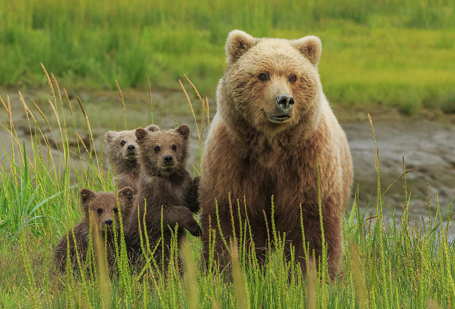 Brown Bear Sow And Cubs, Lake Clark #4 Photograph by Mint Images/ Art Wolfe