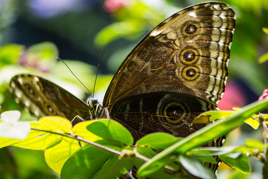 Brown butterfly #4 Photograph by Susan Jensen
