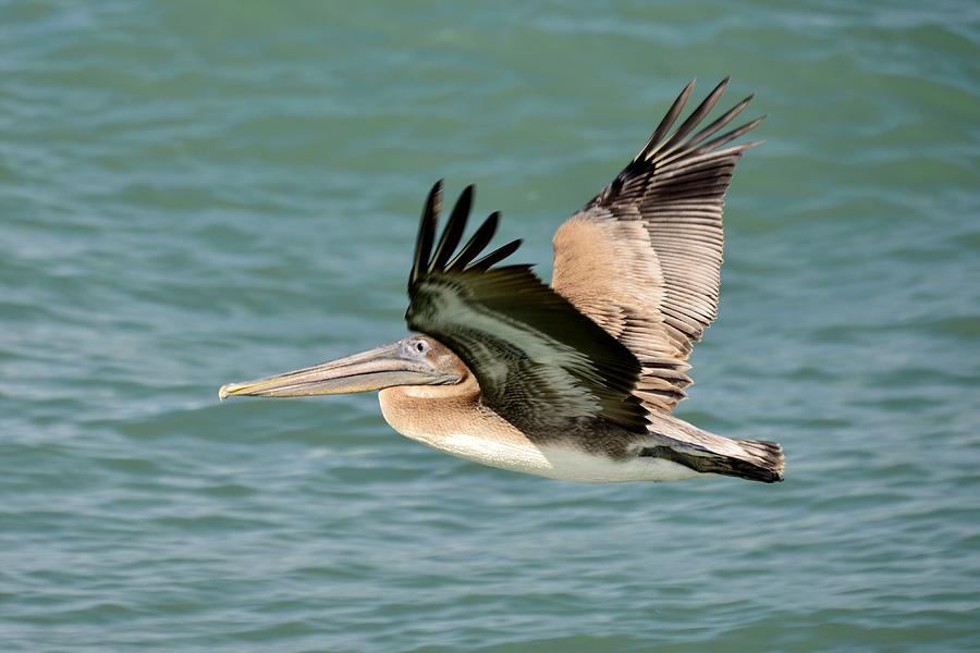Brown Pelican #5 Photograph by Bill Hosford