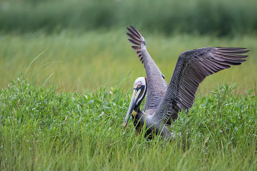 Spring Photograph - Brown Pelican (pelecanus Occidentalis #4 by Larry Ditto