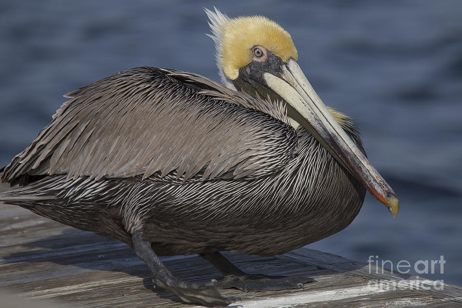 Pelican Photograph - Brown Pelican #4 by Twenty Two North Photography