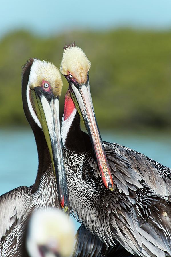 Pelican Photograph - Brown Pelicans #4 by Christopher Swann/science Photo Library