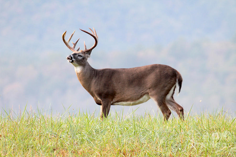 Buck Photograph by Dwight Cook | Fine Art America