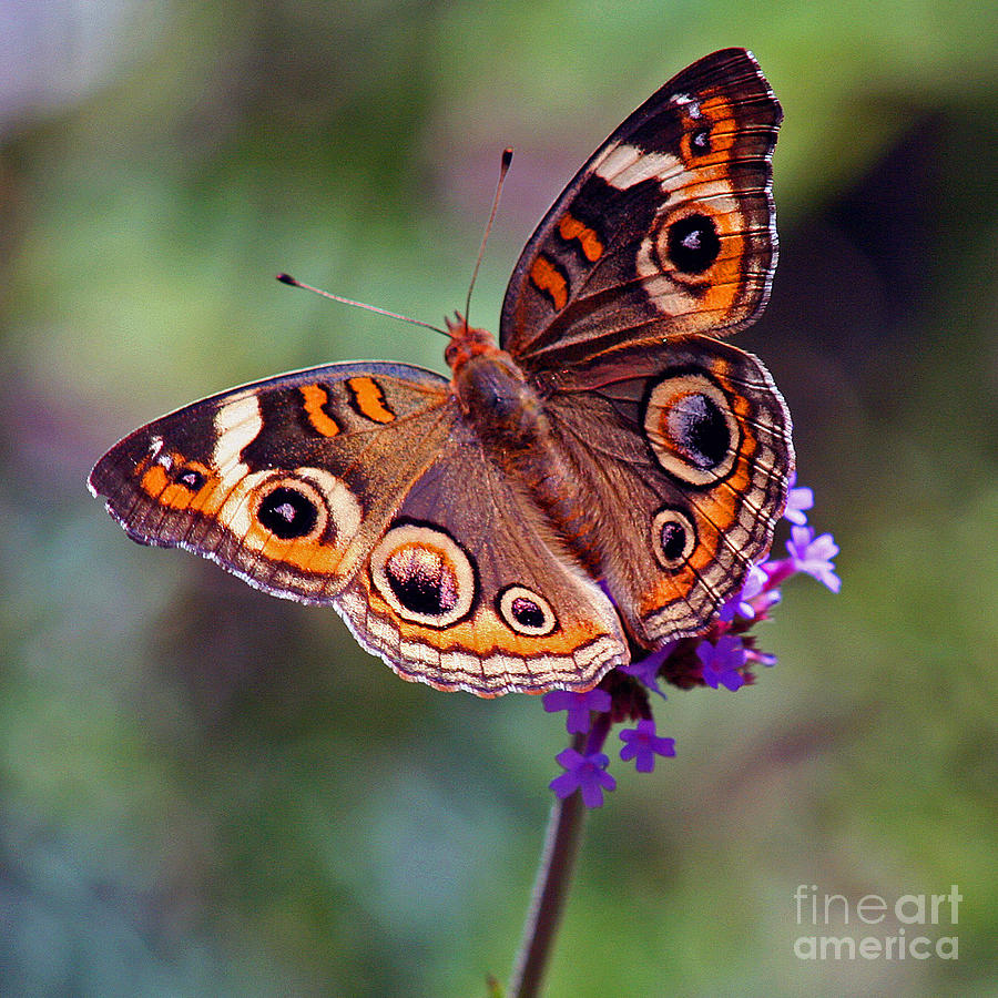 Buckeye Butterfly #1 Photograph by Karen Adams