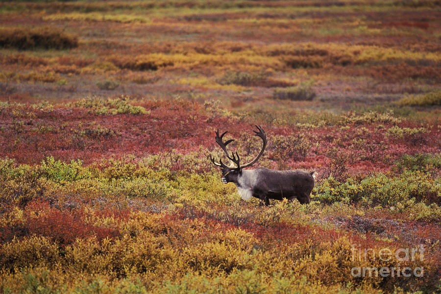 Bull Caribou #4 Photograph by Ron Sanford