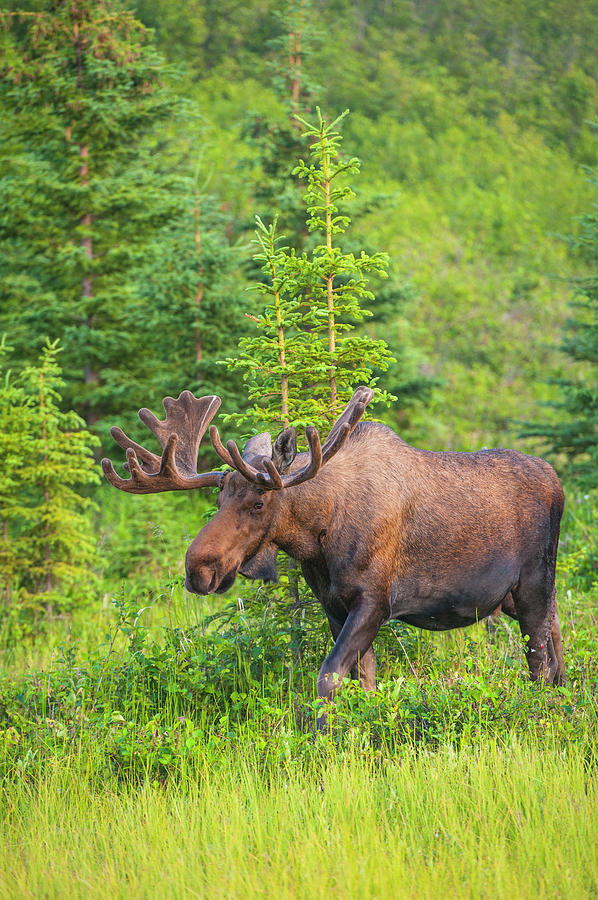Anchorage Photograph - Bull Moose In Velvet, Kincaid Park #4 by Michael Jones