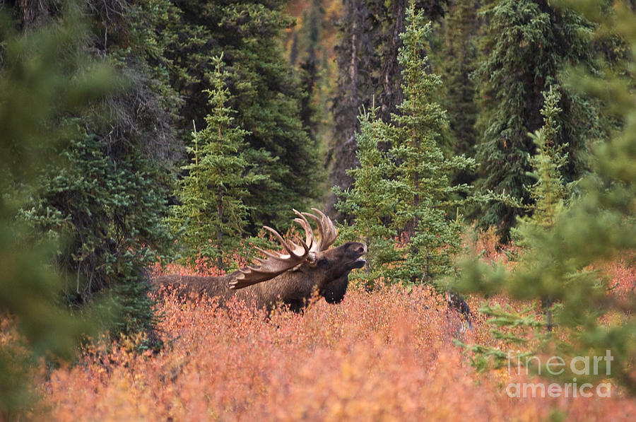 Bull Moose #4 Photograph by Ron Sanford