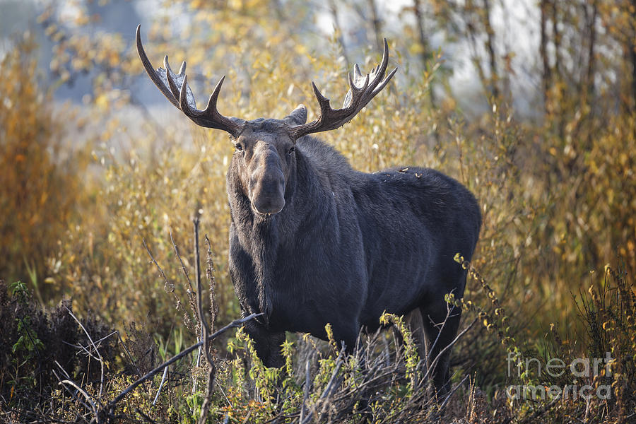 Bull Moose #4 Photograph by Ronald Lutz