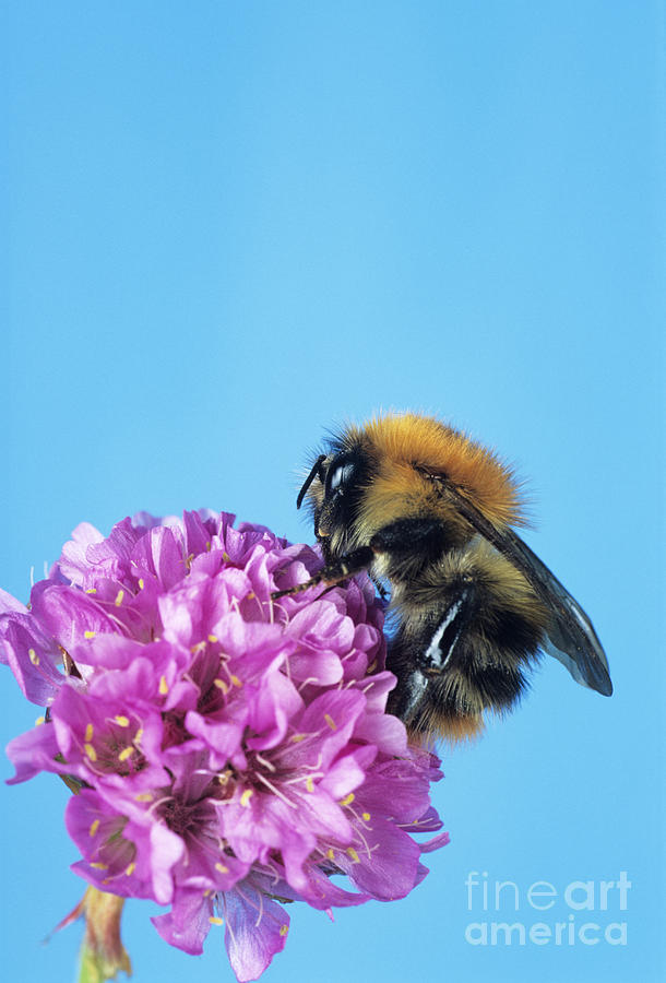 Bumble Bee Pollinating A Flower #4 Photograph by David Aubrey