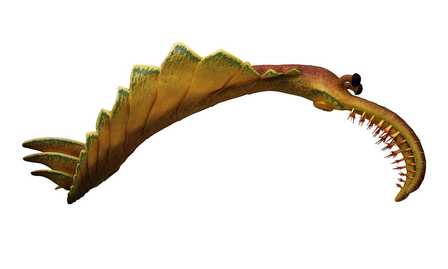 Prehistoric Painting - Burgess Shale Animal #4 by Chase Studio