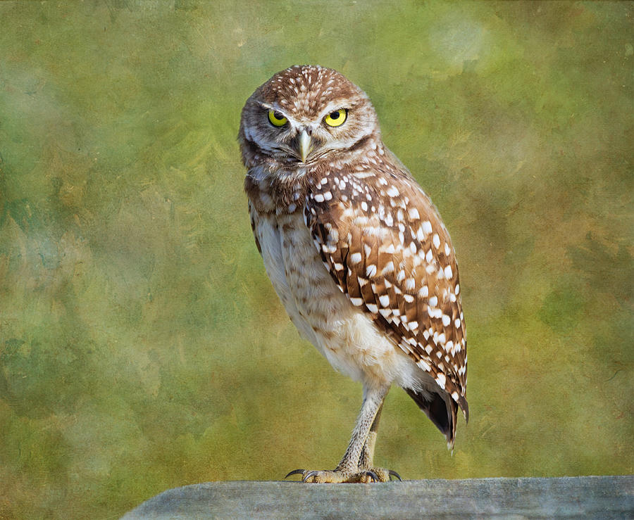 Wildlife Photograph - A Burrowing Owl by Kim Hojnacki
