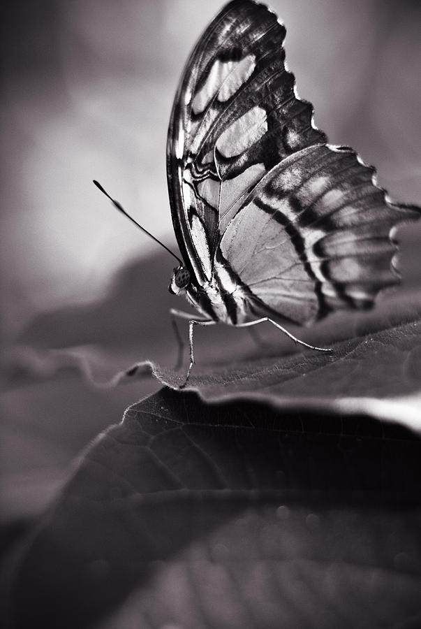 Butterfly Black And White #4 Photograph by Bradley R Youngberg