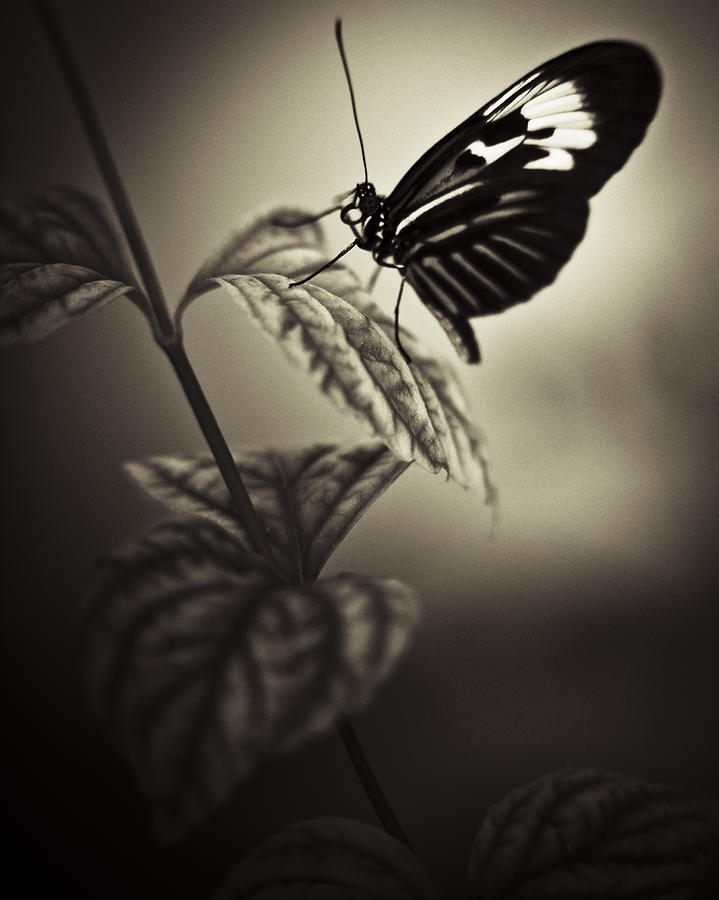 Butterfly Brown Tone Photograph