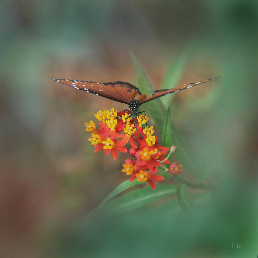 Butterfly Garden #4 Photograph by Joseph G Holland