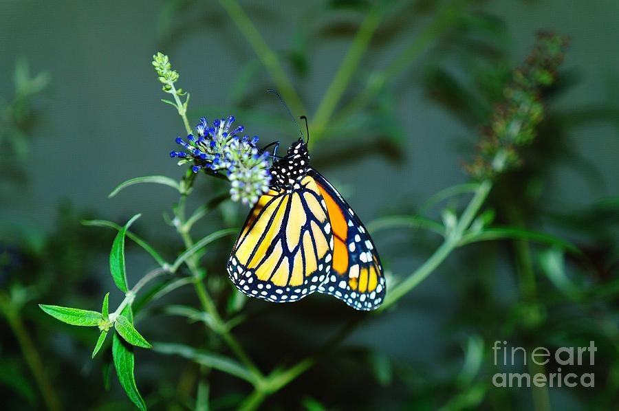 Butterfly Photograph - Monarch butterfly  by Jeff Swan