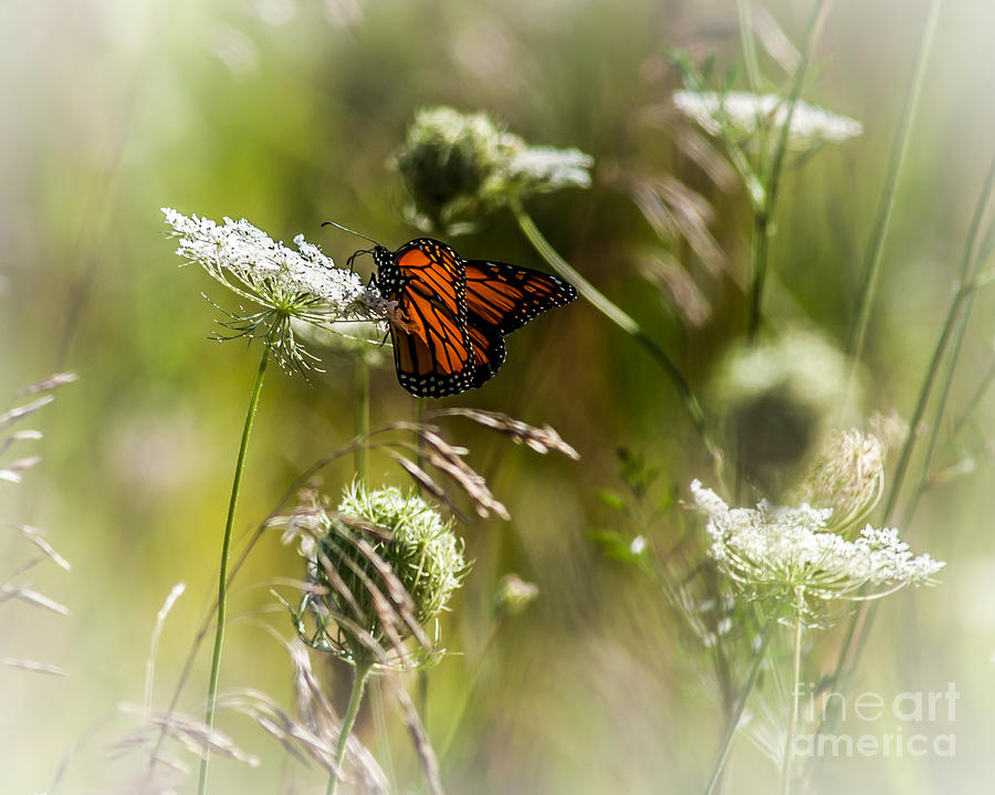 Butterfly #4 Photograph by Ronald Grogan