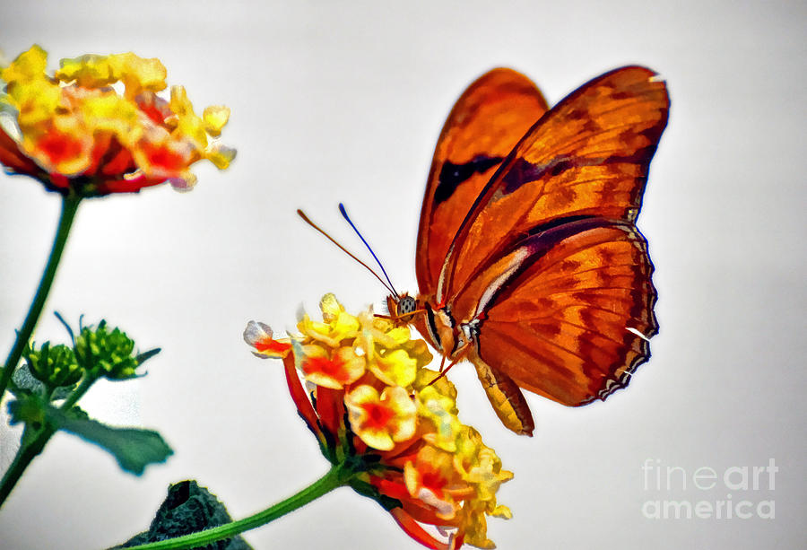 Butterfly #6 Photograph by Savannah Gibbs