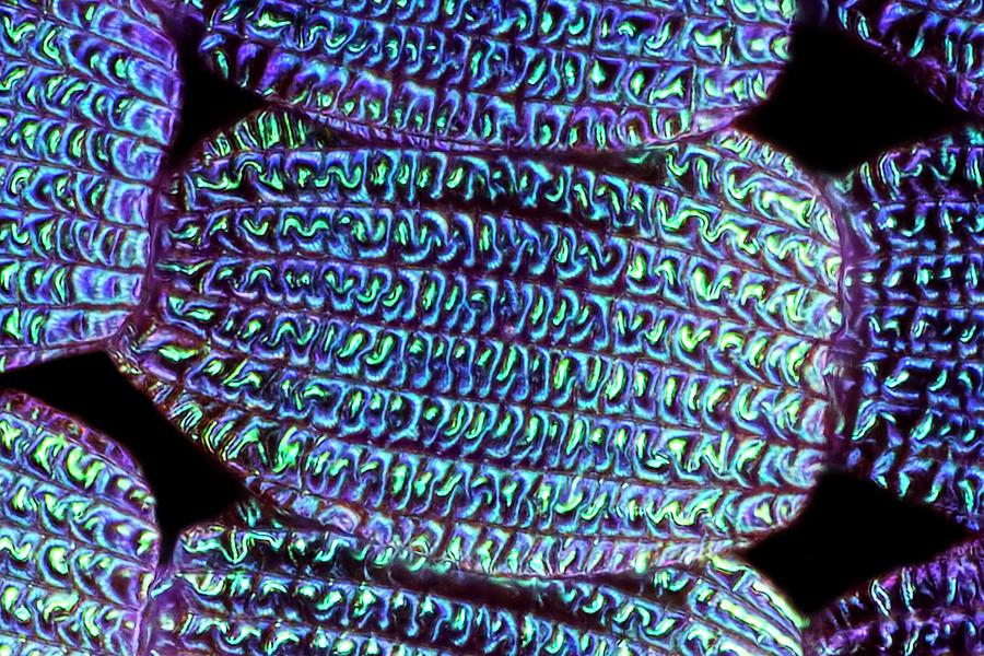Butterfly Wing Scales #4 Photograph by Frank Fox/science Photo Library
