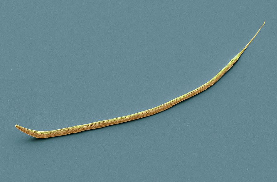 C. Elegans Worm #4 Photograph by Steve Gschmeissner