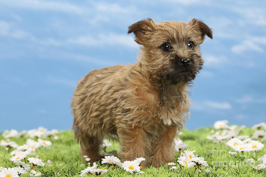 Cairn Terrier Puppy Dog #4 Photograph by Jean-Michel Labat