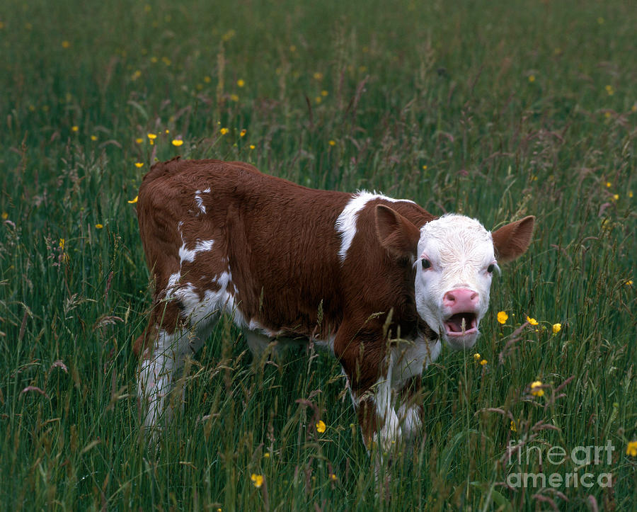 Calf Among Flowers #4 Photograph by Hans Reinhard