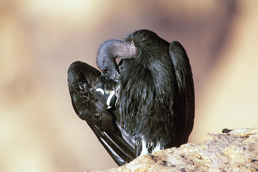 California Condor #4 Photograph by Art Wolfe