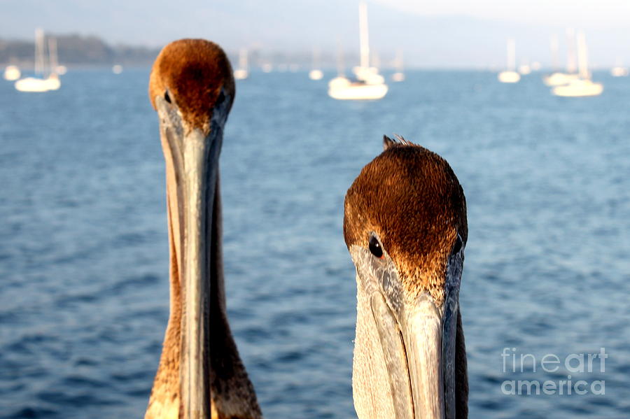 California Pelicans #4 Photograph by Henrik Lehnerer